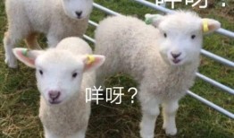 小羊没烦恼吃瓜免费视频,免费吃瓜视频带你轻松畅游欢乐时光